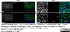 Anti Mouse CD68 Antibody, clone FA-11 gallery image 64