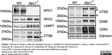 Anti Mouse CD68 Antibody, clone FA-11 gallery image 65