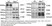 Anti Mouse CD68 Antibody, clone FA-11 thumbnail image 65