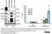 Anti Mouse CD68 Antibody, clone FA-11 thumbnail image 66