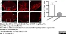Anti Mouse CD68 Antibody, clone FA-11 gallery image 68