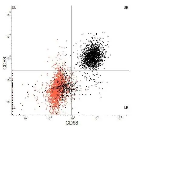 Anti Mouse CD68 Antibody, clone FA-11 gallery image 7
