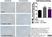 Anti Mouse CD68 Antibody, clone FA-11 thumbnail image 70