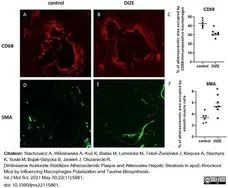 Anti Mouse CD68 Antibody, clone FA-11 gallery image 71