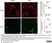 Anti Mouse CD68 Antibody, clone FA-11 thumbnail image 71