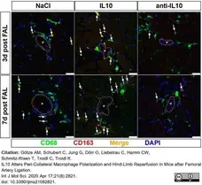 Anti Mouse CD68 Antibody, clone FA-11 gallery image 72
