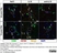 Anti Mouse CD68 Antibody, clone FA-11 thumbnail image 72