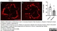 Anti Mouse CD68 Antibody, clone FA-11 gallery image 73