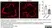 Anti Mouse CD68 Antibody, clone FA-11 thumbnail image 73