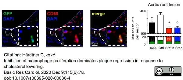 Anti Mouse CD68 Antibody, clone FA-11 gallery image 76