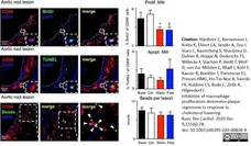 Anti Mouse CD68 Antibody, clone FA-11 gallery image 77