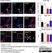 Anti Mouse CD68 Antibody, clone FA-11 thumbnail image 76