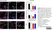 Anti Mouse CD68 Antibody, clone FA-11 thumbnail image 77