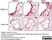 Anti Mouse CD68 Antibody, clone FA-11 thumbnail image 78