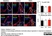 Anti Mouse CD68 Antibody, clone FA-11 thumbnail image 79