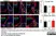 Anti Mouse CD68 Antibody, clone FA-11 thumbnail image 79