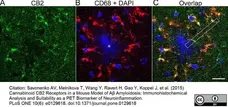 Anti Mouse CD68 Antibody, clone FA-11 gallery image 8