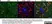 Anti Mouse CD68 Antibody, clone FA-11 thumbnail image 8