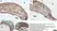 Anti Mouse CD68 Antibody, clone FA-11 thumbnail image 81
