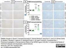 Anti Mouse CD68 Antibody, clone FA-11 gallery image 83