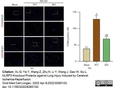 Anti Mouse CD68 Antibody, clone FA-11 gallery image 86