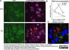 Anti Mouse CD68 Antibody, clone FA-11 gallery image 9