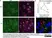 Anti Mouse CD68 Antibody, clone FA-11 thumbnail image 9