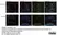 Anti Mouse CD68 Antibody, clone FA-11 thumbnail image 90