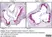 Anti Mouse CD68 Antibody, clone FA-11 thumbnail image 91
