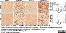 Anti Mouse CD68 Antibody, clone FA-11 gallery image 93