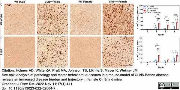 Anti Mouse CD68 Antibody, clone FA-11 gallery image 93