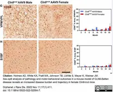 Anti Mouse CD68 Antibody, clone FA-11 gallery image 94