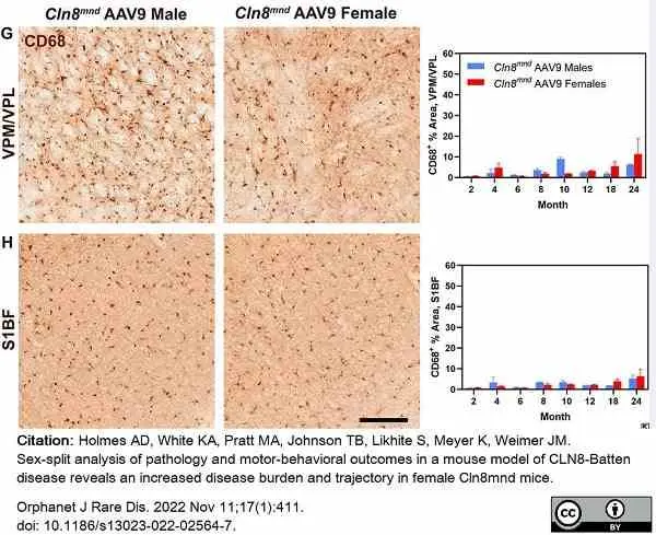 Anti Mouse CD68 Antibody, clone FA-11 gallery image 94