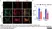 Anti Mouse CD68 Antibody, clone FA-11 thumbnail image 97