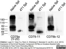 Anti Mouse CD79b Antibody, clone HM79-11 gallery image 3