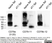 Anti Mouse CD79b Antibody, clone HM79-11 thumbnail image 3