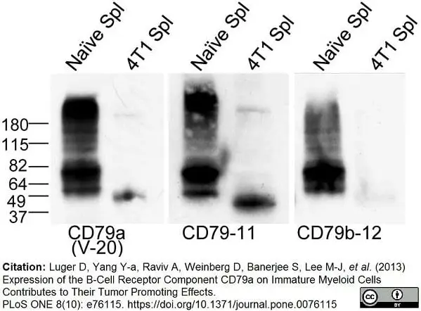 Anti Mouse CD79b Antibody, clone HM79-11 gallery image 3