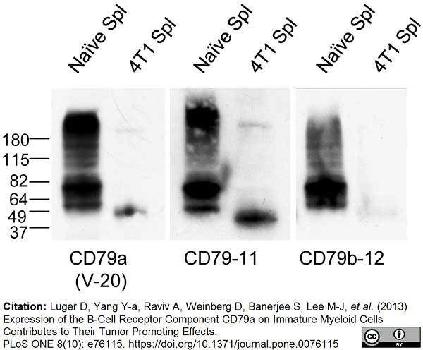 Anti Mouse CD79b Antibody, clone HM79-11 gallery image 3