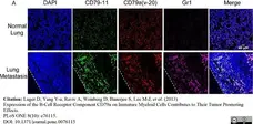 Anti Mouse CD79b Antibody, clone HM79-11 gallery image 4