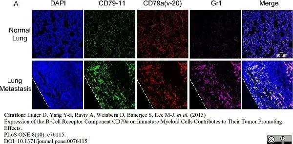 Anti Mouse CD79b Antibody, clone HM79-11 gallery image 4