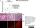 Anti Mouse CD8 Alpha Antibody, clone 53-6.7 thumbnail image 2