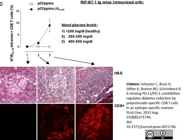 Anti Mouse CD8 Alpha Antibody, clone 53-6.7 gallery image 2