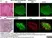 Anti Mouse CD8 Alpha Antibody, clone 53-6.7 thumbnail image 3
