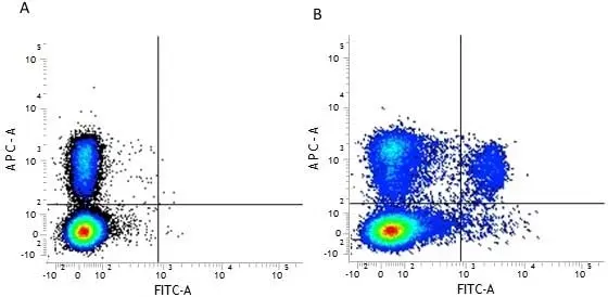 Anti Mouse CD8 Alpha Antibody, clone 53-6.7 gallery image 5