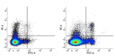Anti Mouse CD8 Alpha Antibody, clone 53-6.7 gallery image 6
