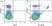 Anti Mouse CD8 Alpha Antibody, clone KT15 thumbnail image 14