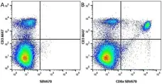Anti Mouse CD8 Alpha Antibody, clone KT15 gallery image 16