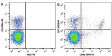 Anti Mouse CD8 Alpha Antibody, clone KT15 gallery image 21