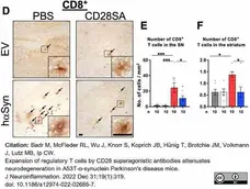 Anti Mouse CD8 Alpha Antibody, clone KT15 gallery image 30