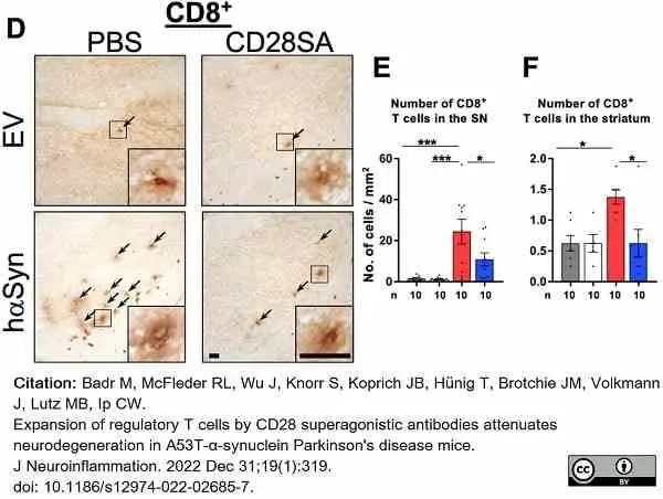 Anti Mouse CD8 Alpha Antibody, clone KT15 gallery image 30